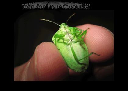 Bug of the Year Awards! Round 2