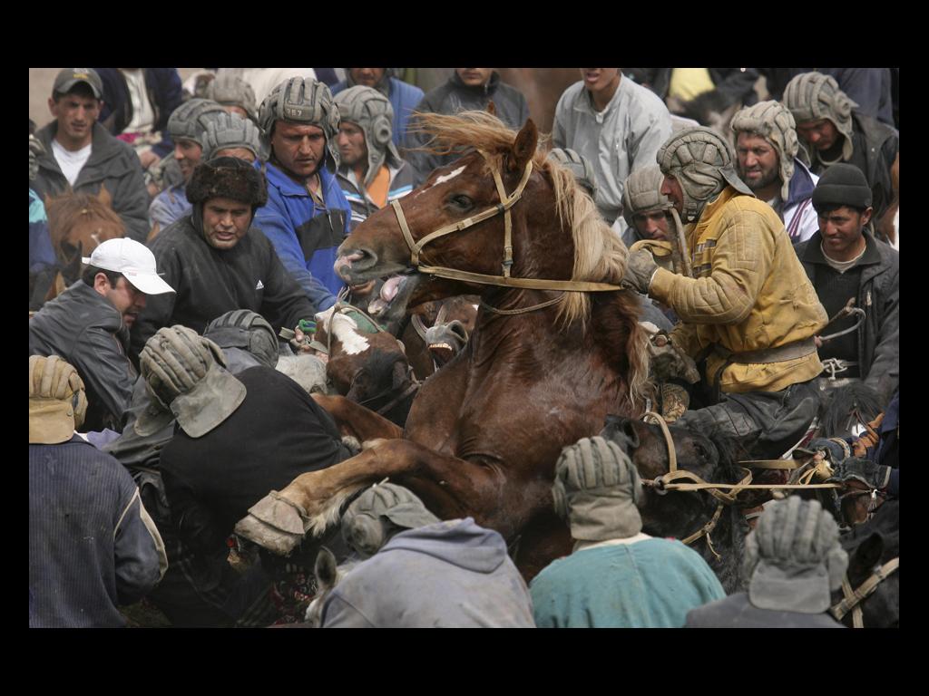 goatpulling