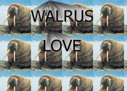 walrus love