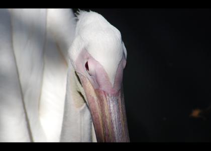 Pelican stares into your soul