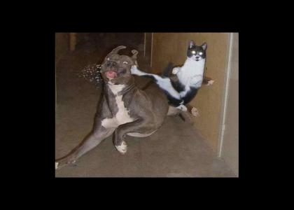 Cat v. Dog - Round 1