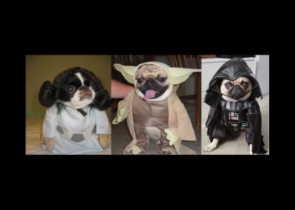 Star War Dogs