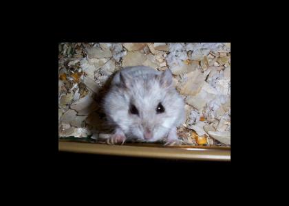 my hamster KILL YOU (long sound)
