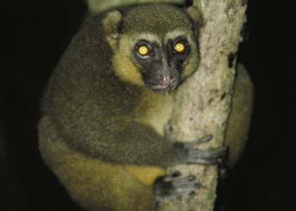 Random lemur stares into your soul....