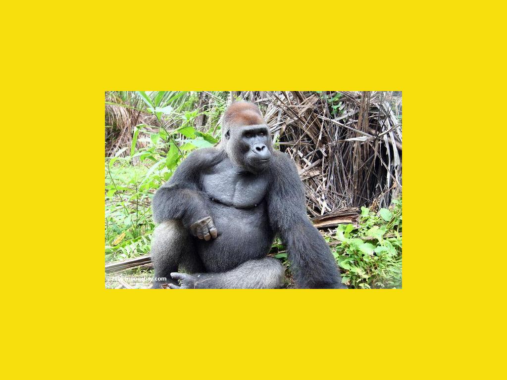 gorillasong