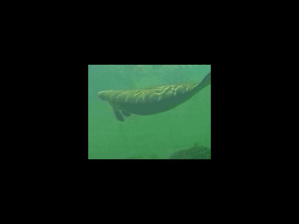 manatee5