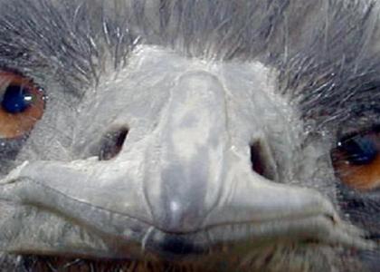 Emu Stares Into Your Soul