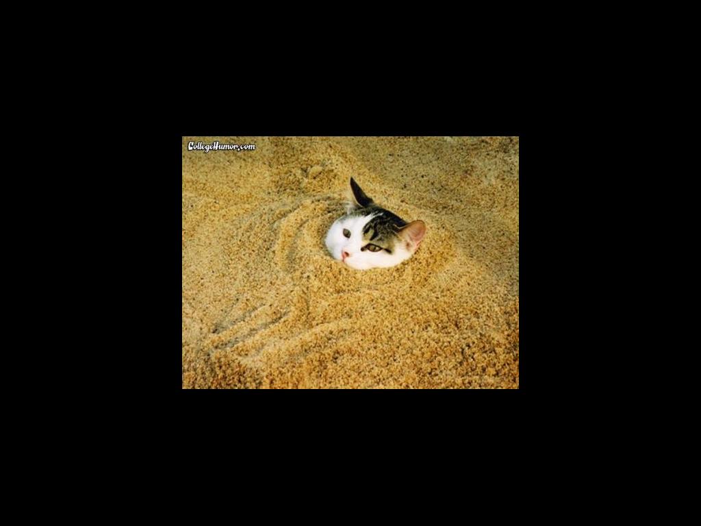 pussy-in-sand