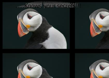 Sinister puffin....