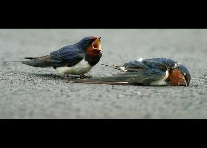 Swallows grieve for their fallen comrades.