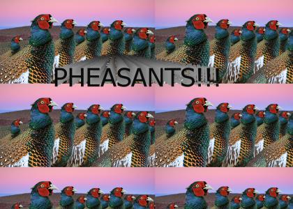 Pheasants (As Far As I Can See)