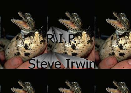 A tribute to Steve Irwin...(Reposted in honor of Steve)