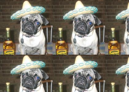 ¡PARTY PUG!