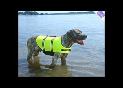 buoyancy dog not amused PTKFGS