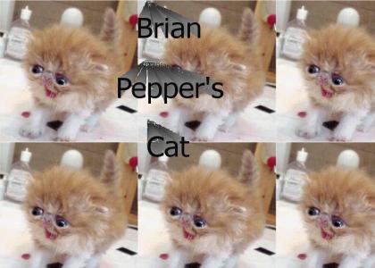 Brian's cat