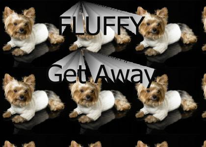 Fluffy Get Away I'm Busy
