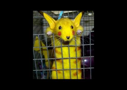 a real pikachu