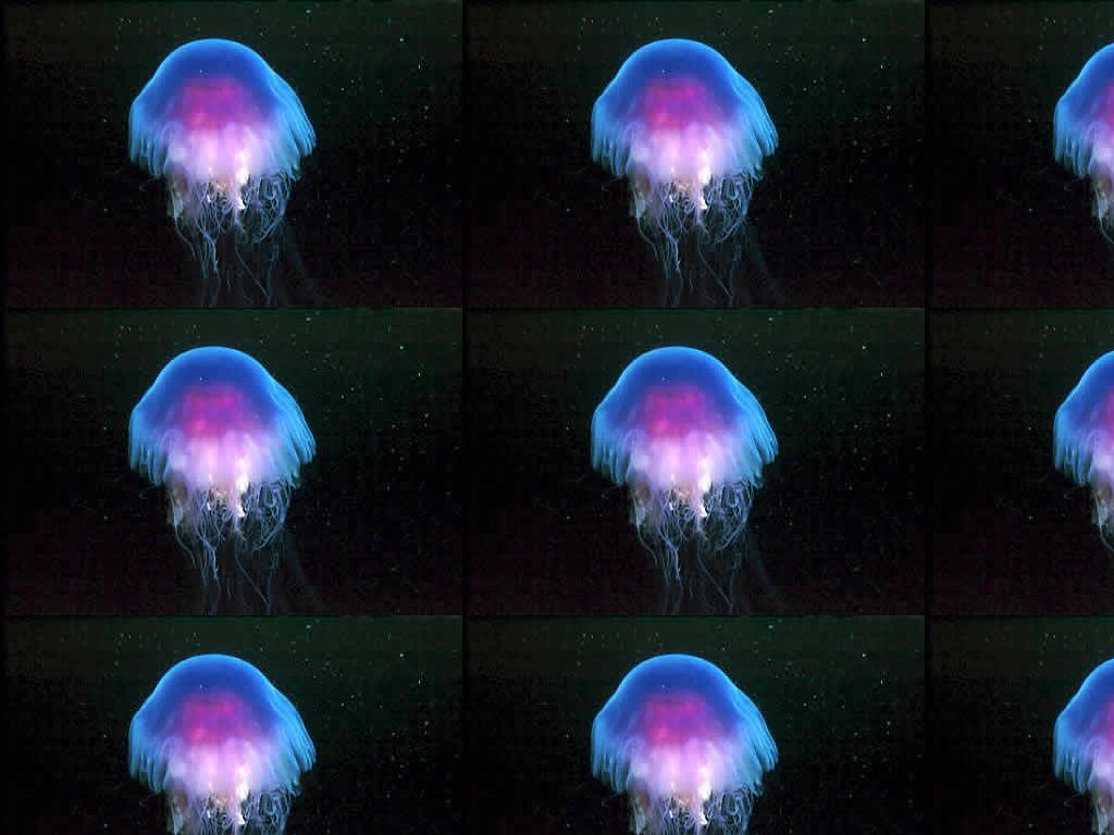 jellyfish2