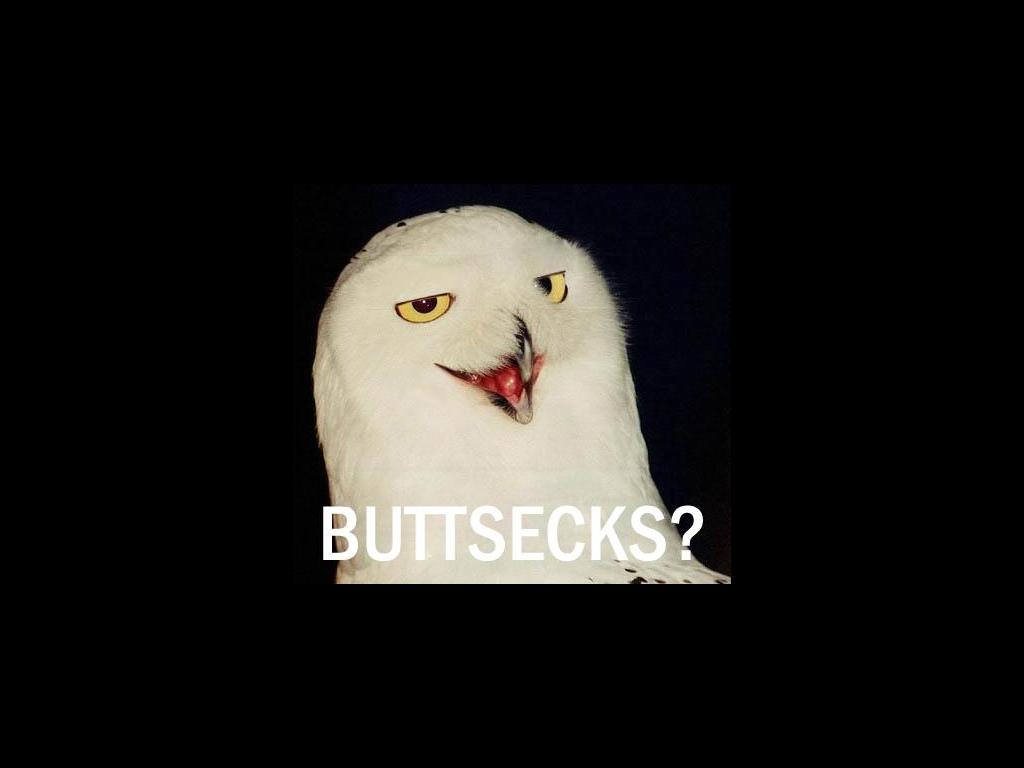 buttsexowl