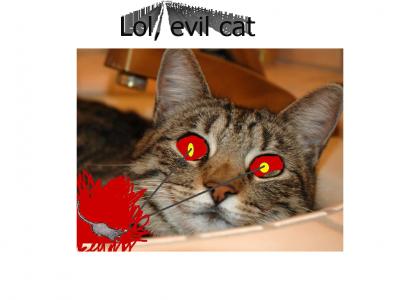 lol, evil cat