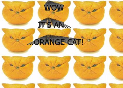 ORANGE CAT!!!