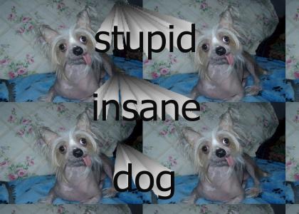 stupid insane dog