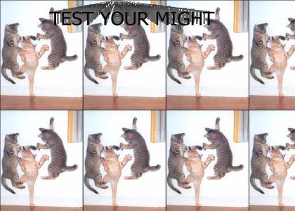 TEST YOUR MIGHT! (with cats)