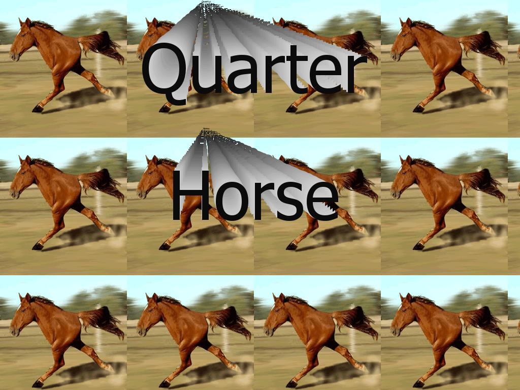 quaterhorse