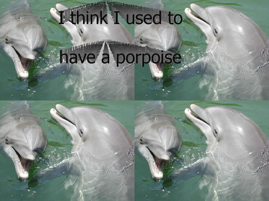 dolphinsex