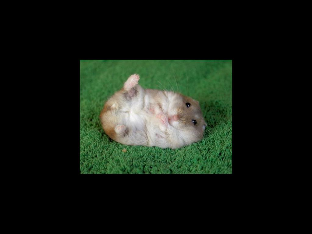 happyhamster