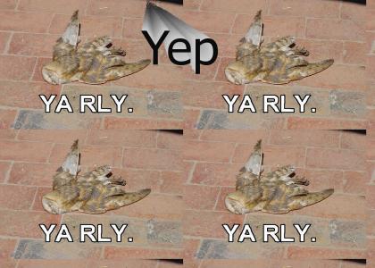 Is The O RLY Owl Really Dead?