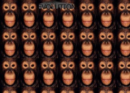 Evolution: Orangulina Jolie