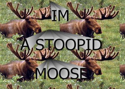 stupid moose