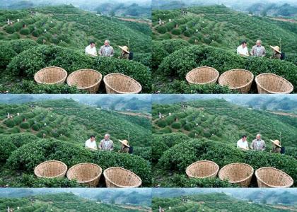 Plantations of Ripening Tea