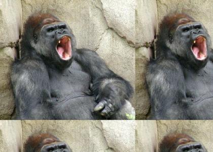 Snoring monkey