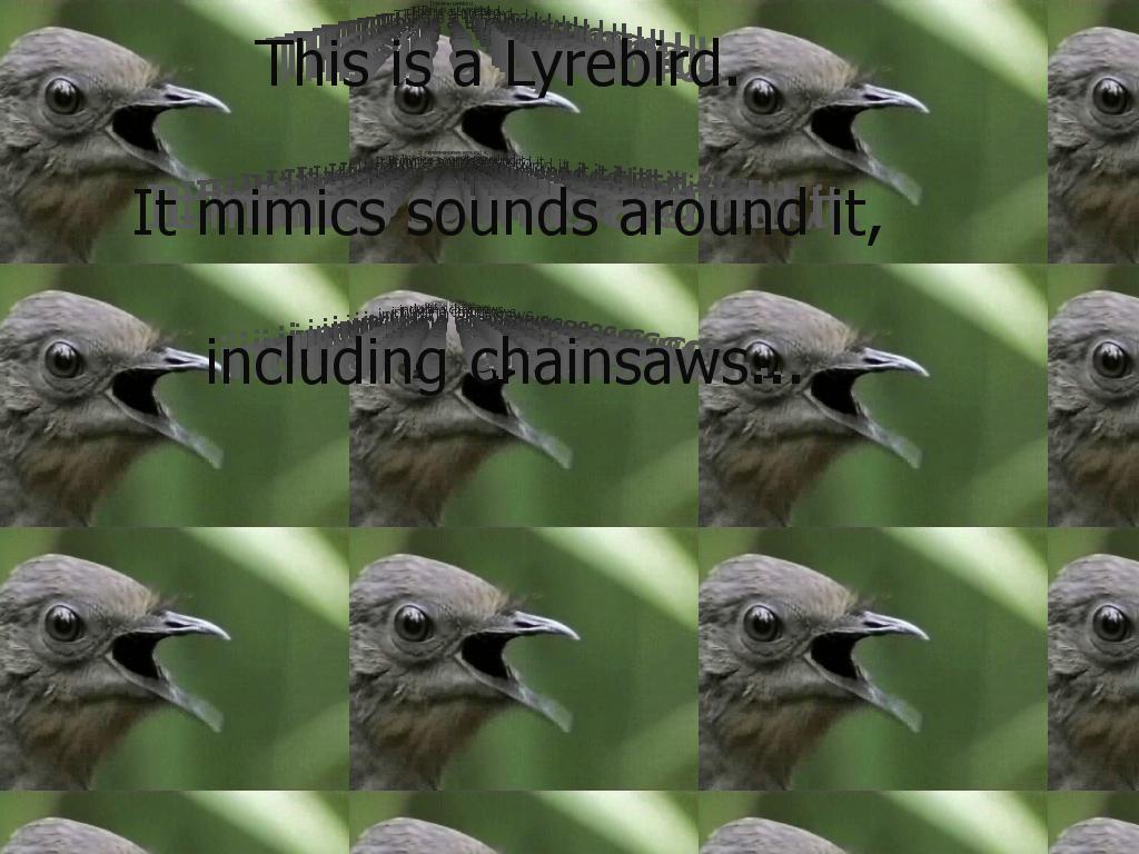 lyrebird