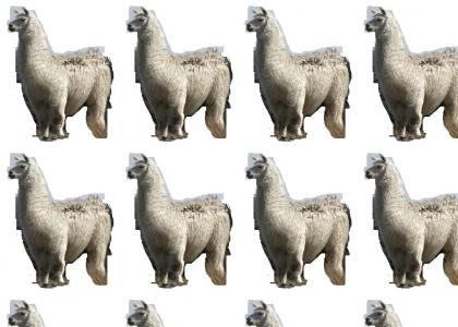 Llama!!1!!one!one!