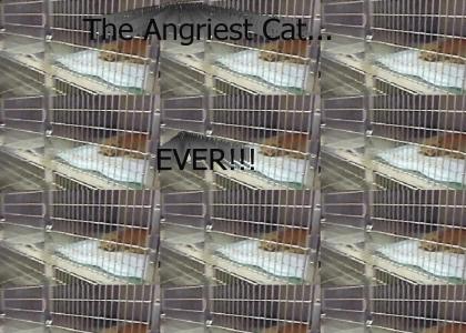 Angriest Cat