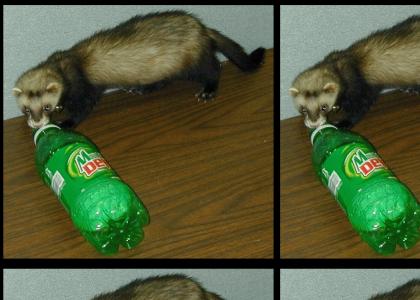 Ferrets love...