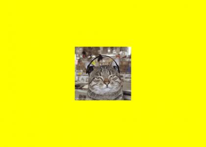 (YTMNC) Cat Fad 5 of 7