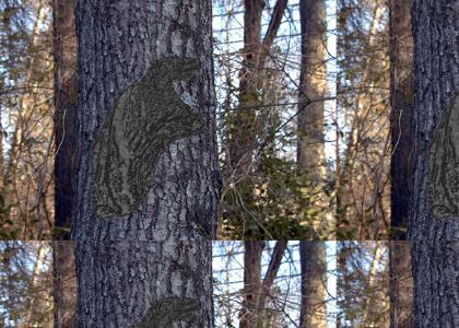 Millions see a sacred image in this tree