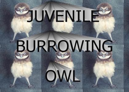 Juvenile Burrowing Owl