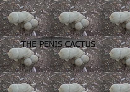 Penis Cactus