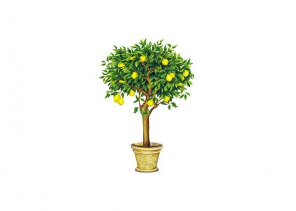 Lemon Tree