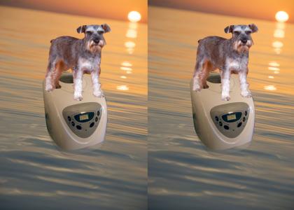 A Schnauzer on a Bread Maker on the Ocean