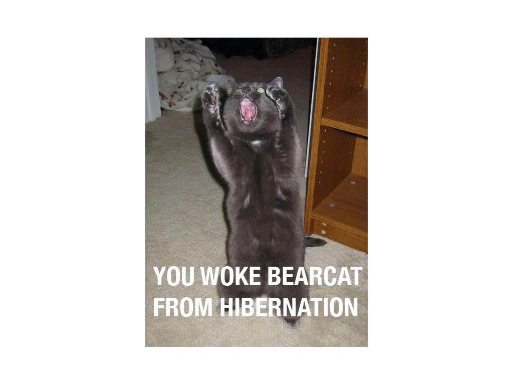 Bearcatawoken