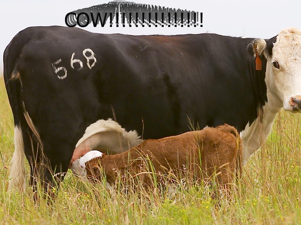 omgcow