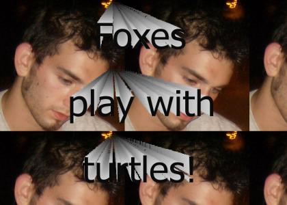 Foxes play with turtles!