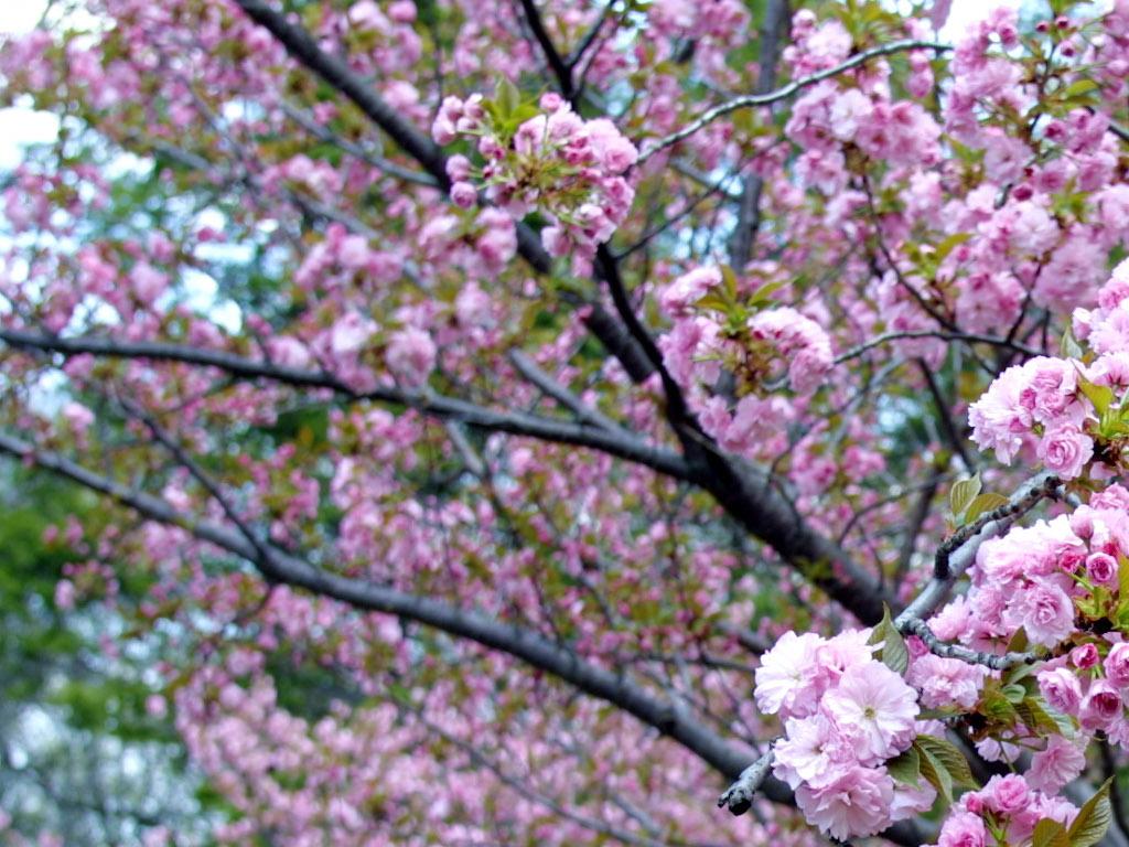 cherryblossomcolor