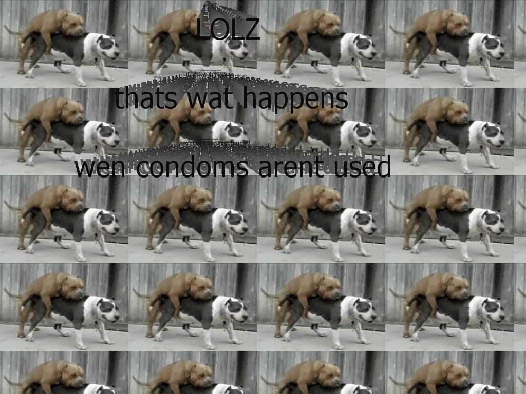 dogdidntusecondom2